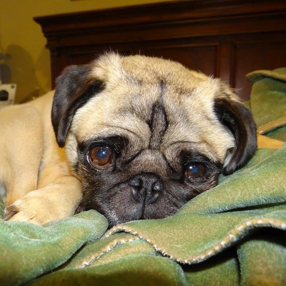 Meet your Posher, Claribel - Picture 1 of 1